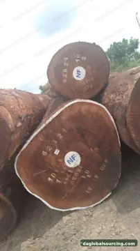 Regular Buyer Of Tali (Ironwood) Logs From Central African Republic