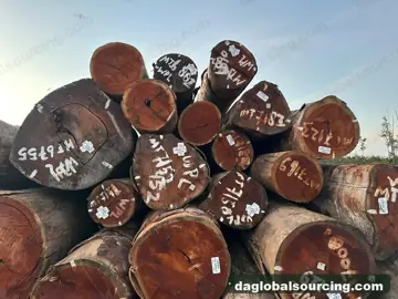 Regular Buyer Of WPL (Witte Pinto Locus) Logs From Suriname
