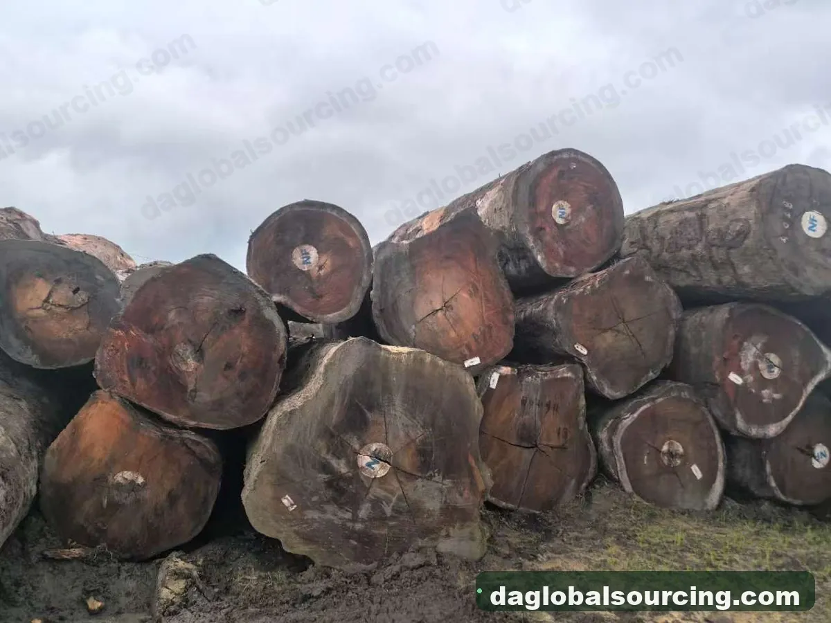 Tali (Ironwood) logs from Central African Republic — goods a Vietnam buyer wants