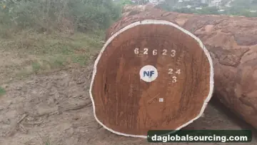 Tali (Ironwood) from Congo — real goods photo 2
