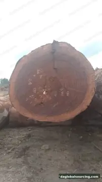 Tali (Ironwood) Logs Wanted - Vietnam Monthly Buyer — Congo