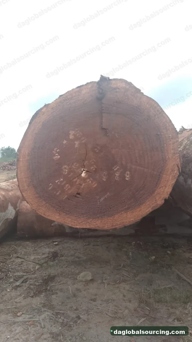 Tali (Ironwood) logs from Congo — goods a Vietnam buyer wants