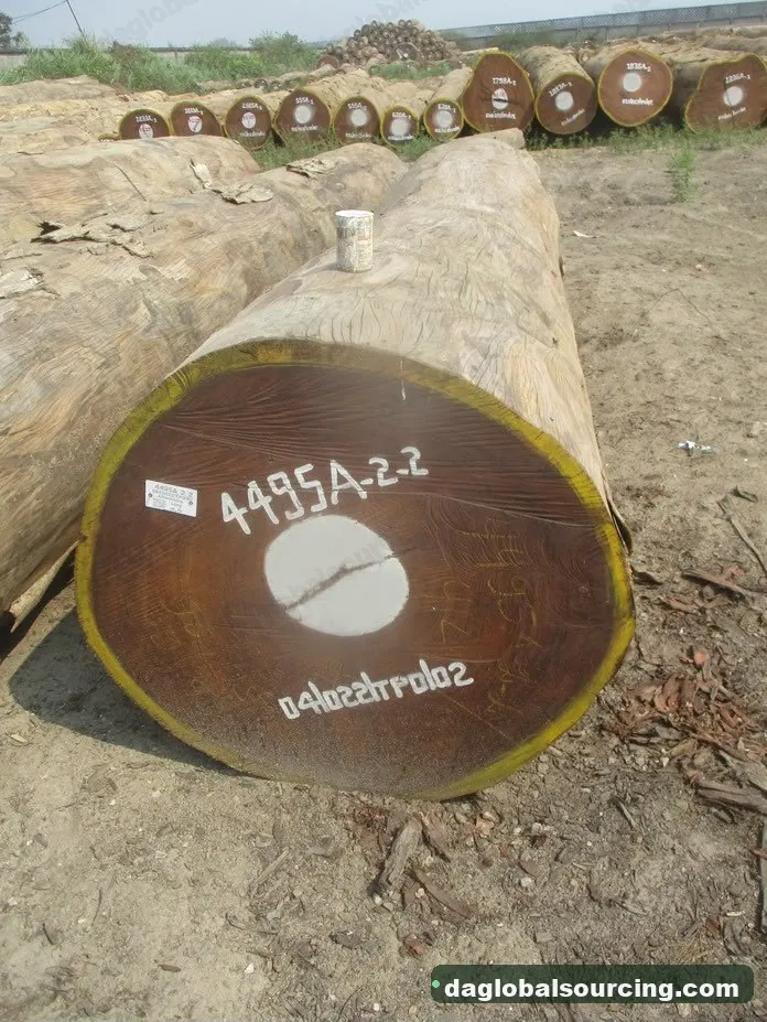 Aformosia logs from Congo — goods a Vietnam buyer wants