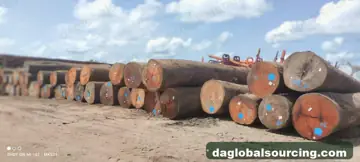 Vietnam Buyer Needs MKB (Maka Kabbes) Logs From Suriname