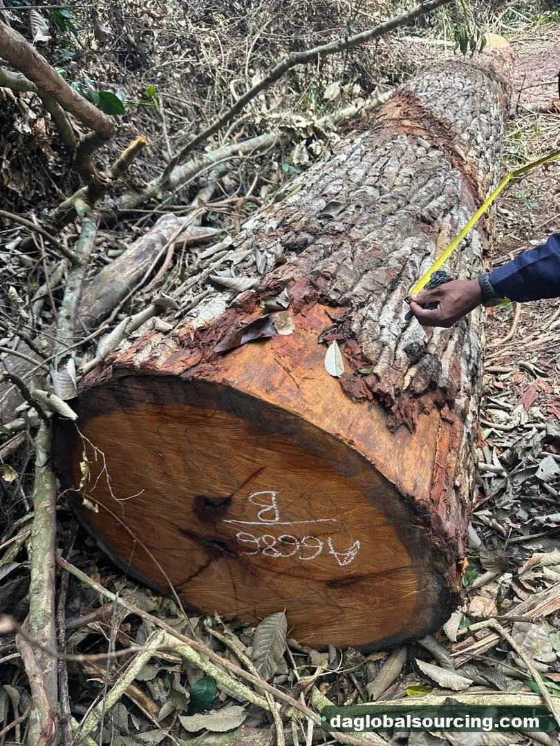 Mukulungu logs from Central African Republic — goods a Vietnam buyer wants