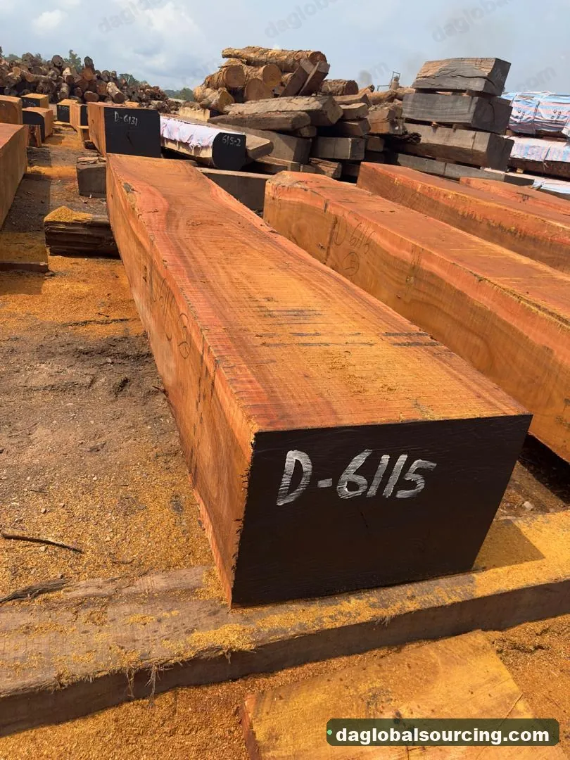 Okan squared from Congo — goods a Vietnam buyer wants