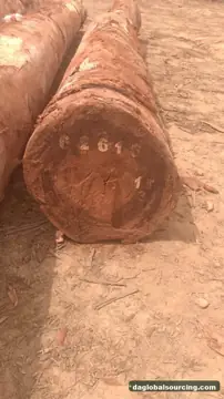 Vietnam Buyer Needs Tali (Ironwood) Logs From Central African Republic