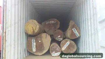 Cow from Guyana — real goods photo 2
