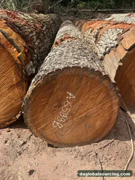 Vietnam Company Buys Mukulungu Logs From Central African Republic