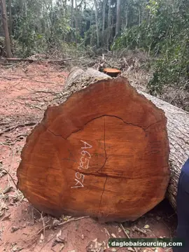Vietnam Company Buys Mukulungu Logs From Congo