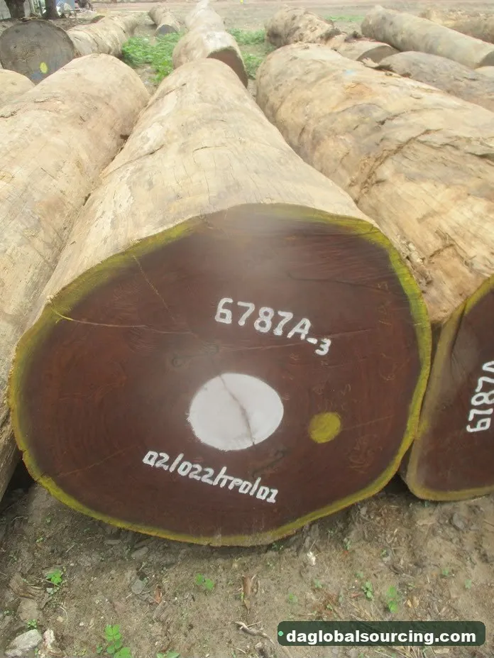 Aformosia logs from Congo — goods a Vietnam buyer wants