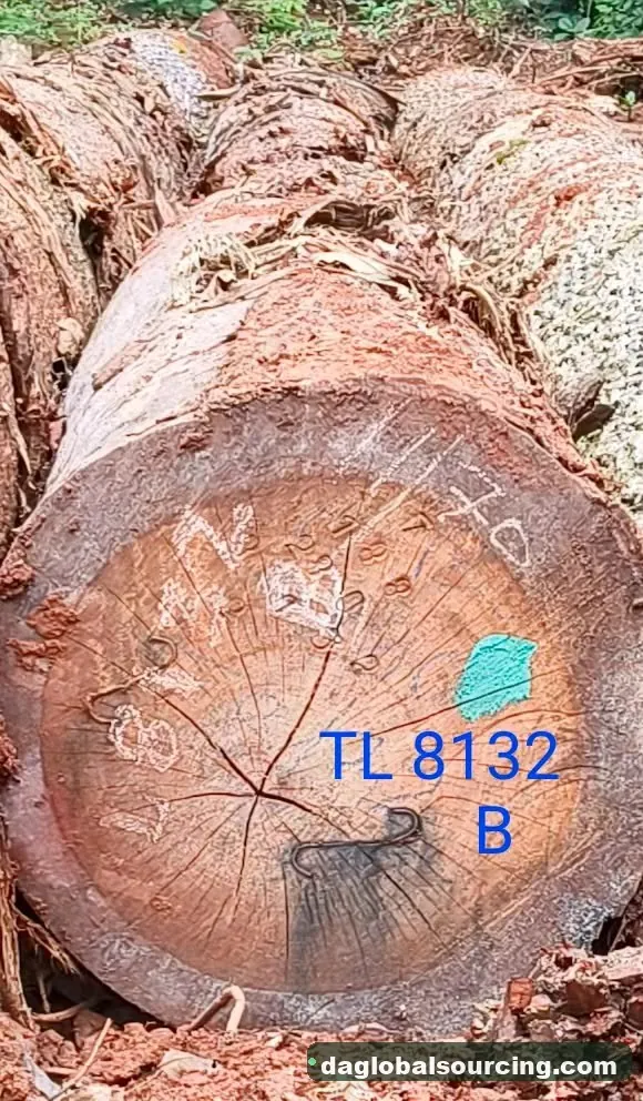 Essia logs from Central African Republic — goods a Vietnam buyer wants