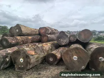 Tali (Ironwood) from Central African Republic — real goods photo 3