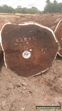Tali (Ironwood) from Central African Republic — real goods photo 2