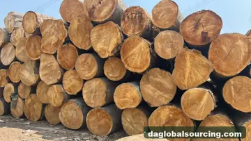 We Buy Bilinga Logs From Cameroon Every Month