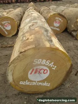 We Buy Bilinga Logs From Congo Every Month