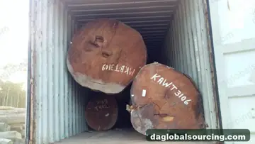 We Buy Cow wood Logs From Guyana Every Month