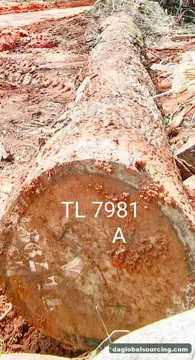 We Buy Essia (Abale) Logs From Cameroon Every Month