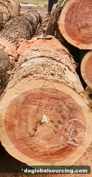 We Buy Essia (Abale) Logs From Congo Every Month