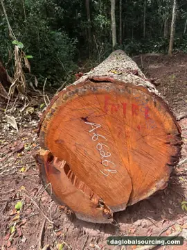 We Buy Mukulungu Logs From Central African Republic Every Month