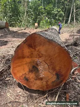 We Buy Mukulungu Logs From Congo Every Month