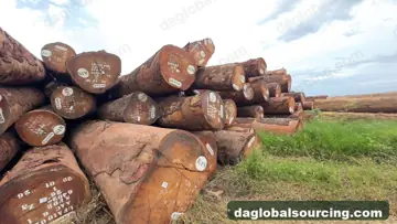 We Buy Okan (Denya) Logs From Central African Republic Every Month