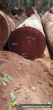 We Buy Sapelli (Sapele) Logs From Central African Republic Every Month