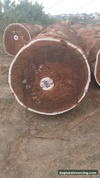 Tali (Ironwood) from Central African Republic — real goods photo 2