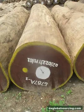 We Need Afrormosia (Assamela) Logs Supplier In Congo