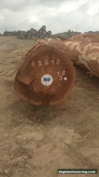 We Need Tali (Ironwood) Logs Supplier In Cameroon