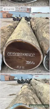 Wenge Logs Wanted - Vietnam Monthly Buyer